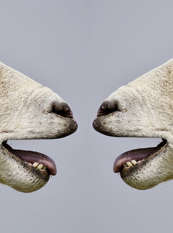 sheep, bleat, communication, communicate, to speak, talk, conversations, fun, naughty, animal, wool, nature, to quarrel, dispute, discussion, to discuss, sheep, sheep, sheep, communication, communication, communication, communication, communication, talk, talk, discussion